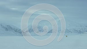 Close up of Polar bear walking in the Svalbard area searching for food