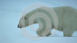 Close up of Polar bear walking in the Svalbard area searching for food