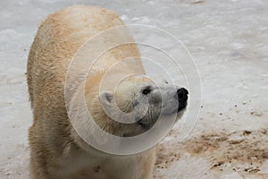 Close up of a polar bear at the zoo in Winter