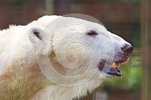 Close-up of a polarbear