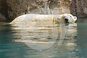 Close-up of a polarbear in capticity