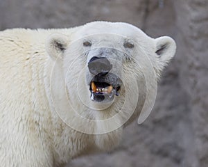 Close-up of a polarbear (icebear)