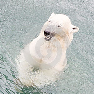 Close-up of a polarbear (icebear)