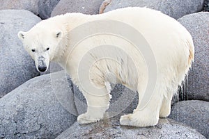 Close-up of a polarbear (icebear)