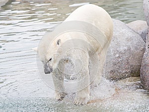 Close-up of a polarbear (icebear)