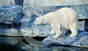 Close up of a polarbear icebear in captivity