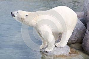 Close-up of a polarbear (icebear)