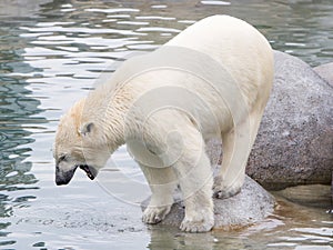 Close-up of a polarbear (icebear)