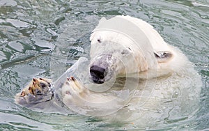 Close-up of a polarbear (icebear)
