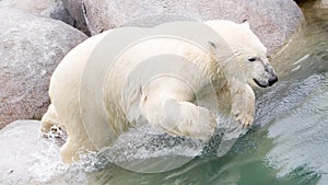 Close-up of a polarbear (icebear) jumping in the water