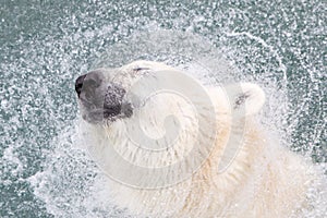 Close-up of a polarbear (icebear), selective focus on the eye