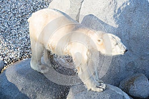Close-up of a polarbear icebear, selective focus on the eye