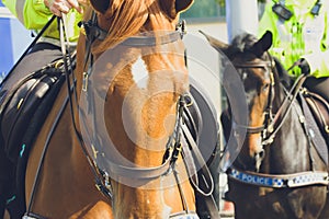 Close up of Police Horse