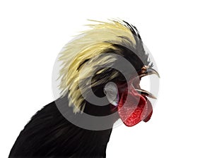 Close-up of a Polish Rooster crowing, white backgroung