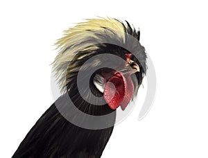 Close-up of a Polish Rooster on white