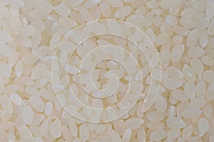 Close-up of polished Japanese short grain rice kernels, textured wallpaper