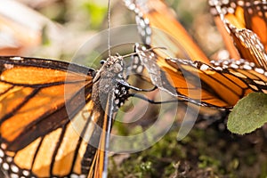 Close up of pollen covered monarch butterfly