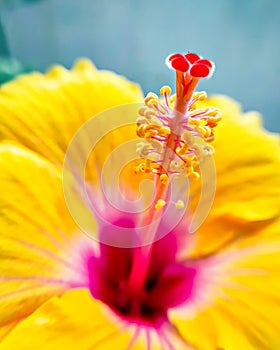 Close-up of Pollen grains on Stigma of an yellow Hibiscus flower