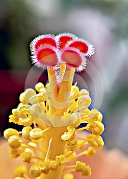 Close-up of Pollen grains on Stigma of an yellow Hibiscus flower