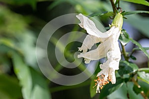 Close up pollen Hibiscus flower.Selective focus Hibiscus flower bloom in the garden .