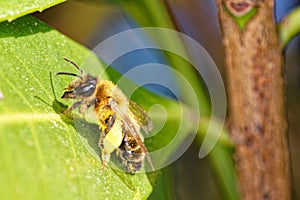 Pollen Laden Bee in Close-Up photo