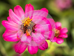 Close up pollen of pink flower