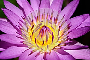 Close up pollen purple lotus flower blooming in the pond.