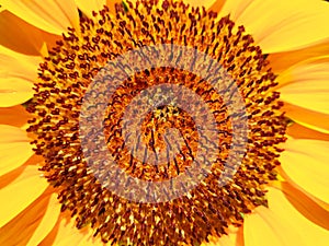 Close-up pollen of sunflower (Helianthus)