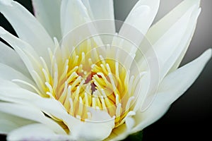 close up pollen white water lily or white lotus.