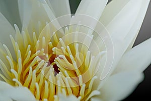 Close up pollen white water lily or white lotus.
