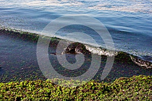 Close-up of Polluted Shoreline with Algal Bloom