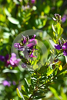 Close-up of Polygala Flowers with a Violet Carpenter Bee, Nature, Macro