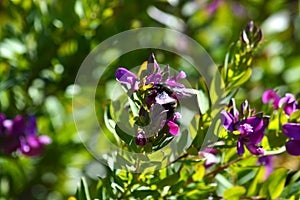 Close-up of Polygala Flowers with a Violet Carpenter Bee, Nature, Macro