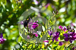 Close-up of Polygala Flowers with a Violet Carpenter Bee, Nature, Macro