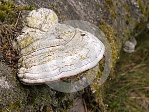 Close up of polypore on tree trunk