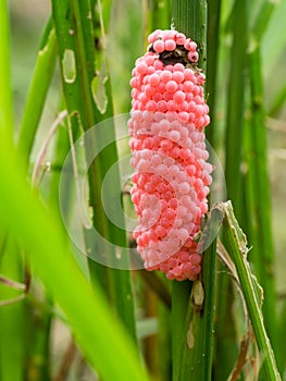 Close up of Pomacea canaliculata eggs