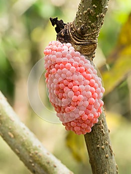 Close up of Pomacea canaliculata eggs