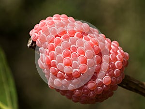 Close up of Pomacea canaliculata eggs