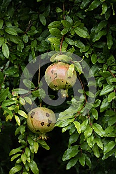 Close up of pomegranate branch with ripe fruits, agricultural harvest concept