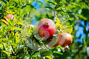 Pomgranate close up on the tree