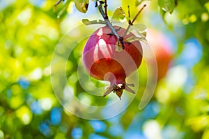 Pomgranate close up on the tree