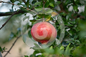 Close-up of pomegranate fruit. Pomegranates hanging on the tree branches in garden in Greece. Greek pomegranate