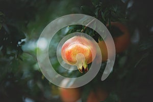 Close-up of pomegranate fruit. Pomegranates hanging on the tree branches in garden in Greece. Greek pomegranate