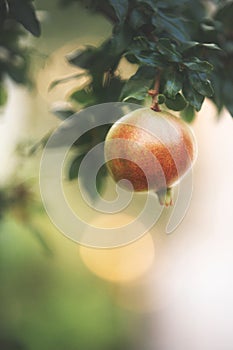 Close-up of pomegranate fruit. Pomegranates hanging on the tree branches in garden in Greece. Greek pomegranate