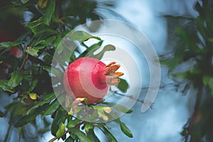 Close-up of pomegranate fruit. Pomegranates hanging on the tree branches in garden in Greece. Greek pomegranate