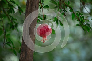 Close-up of pomegranate fruit. Pomegranates hanging on the tree branches in garden in Greece. Greek pomegranate