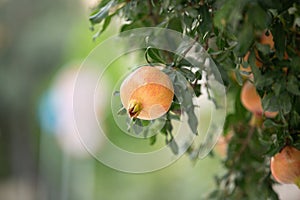 Close-up of pomegranate fruit. Pomegranates hanging on the tree branches in garden in Greece. Greek pomegranate