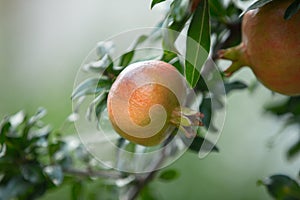 Close-up of pomegranate fruit. Pomegranates hanging on the tree branches in garden in Greece. Greek pomegranate