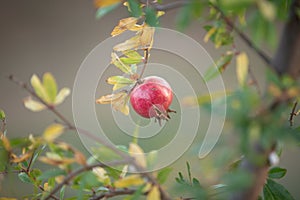 Close-up of pomegranate fruit. Pomegranates hanging on the tree branches in garden in Greece. Greek pomegranate