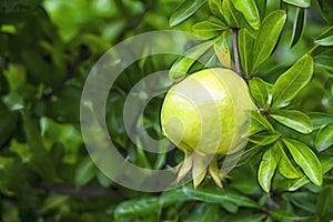 Pomegranates on tree banches in green nature.